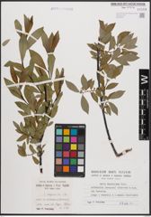 Foto von Salix daphnoides Vill.